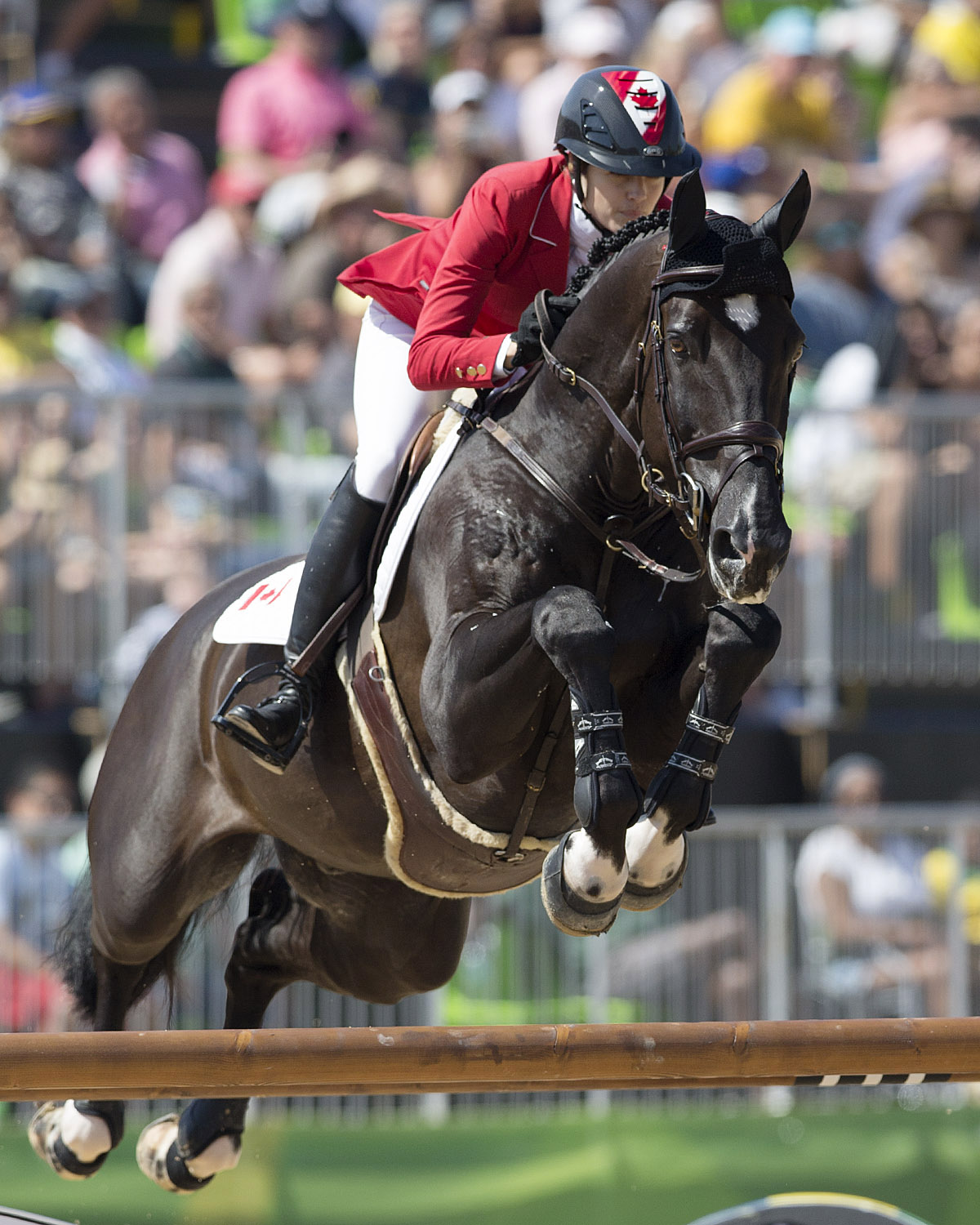 A Fond Farewell for Tripple X III at CSIO Hickstead Retirement Ceremony